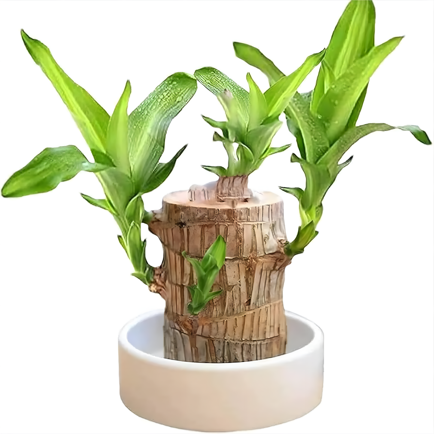 Brazilian Lucky Wood Plant